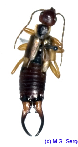 Forficula_auricularia_m_1129 copy